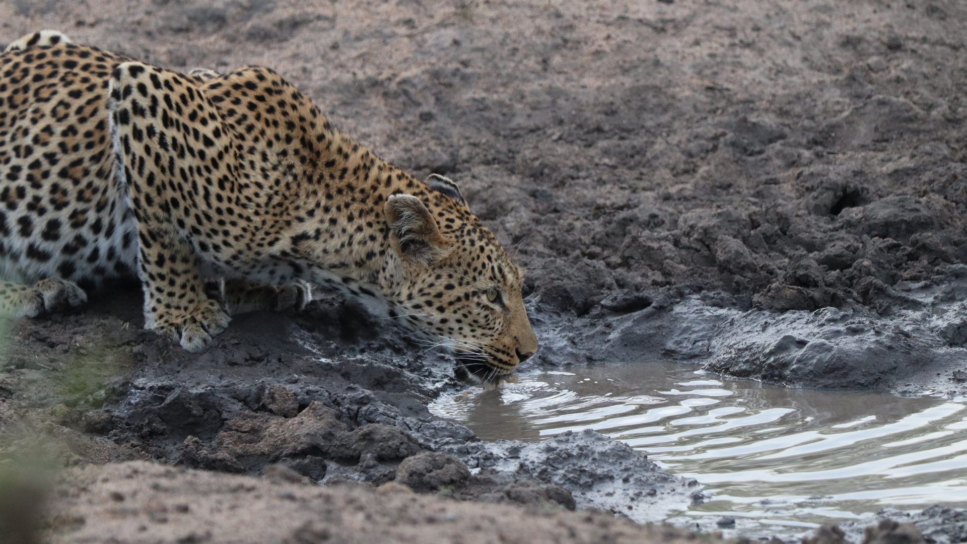 Manzini River House Cheetah