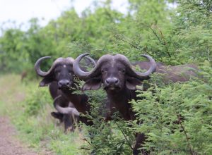 Manzini River House Wildlife