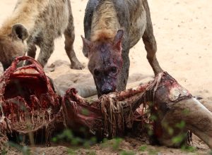 Manzini River House Wildlife