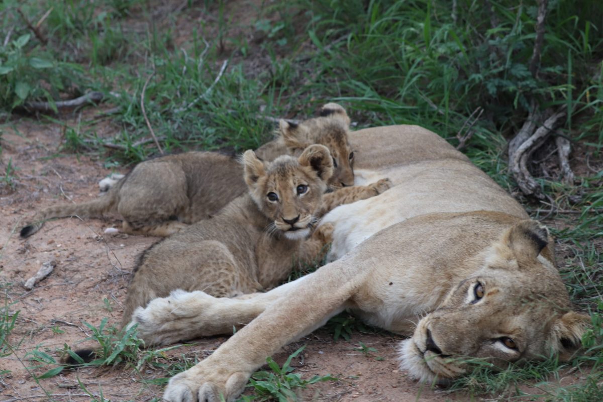 Manzini River House Lions