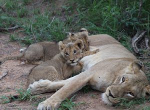 Manzini River House Lions