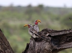 Manzini River House Birdlife