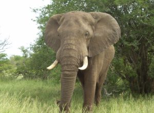 Manzini River House Elephant