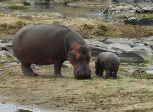Manzini River House Hippo